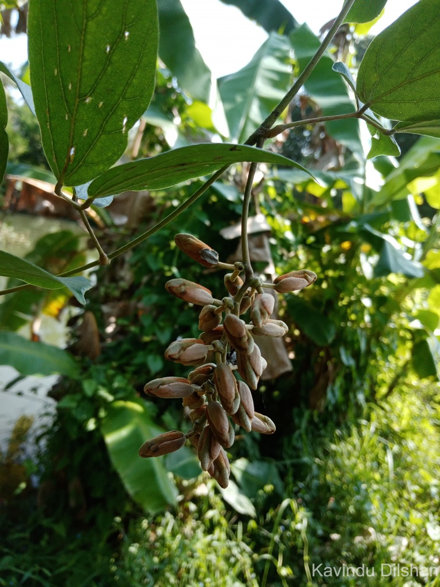 Mucuna atropurpurea (Roxb.) DC. ex Wight